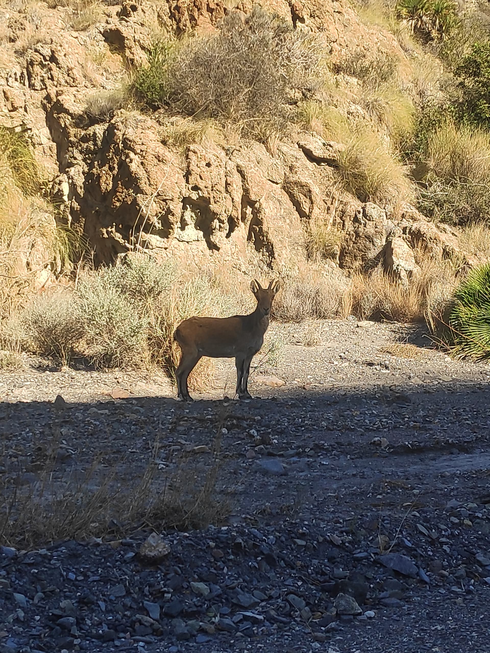 Cabras montesas en la playa de Las Granatillas, Sopalmo